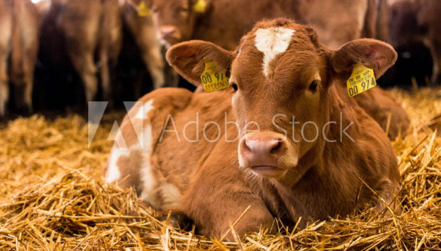 cow2.jpg cow2.jpg